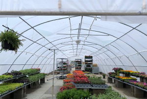 Greenhouse tarp covering flowers