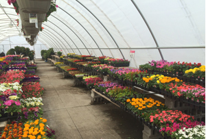 Greenhouse tarp enclosure for plants flowers