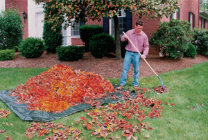 Poly landscape tarp for raking leaves